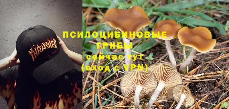 Псилоцибиновые грибы Magic Shrooms  Мирный 